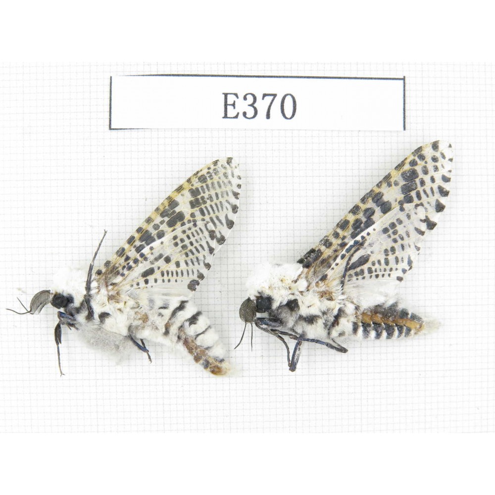 Moths sp. China, Tibet, Linzhi area, Motuo county. 2Pcs. EA370.
