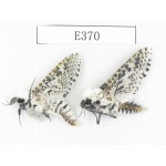 Moths sp. China, Tibet, Linzhi area, Motuo county. 2Pcs. EA370.