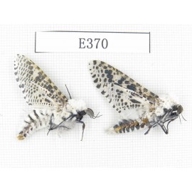 Moths sp. China, Tibet, Linzhi area, Motuo county. 2Pcs. EA370.