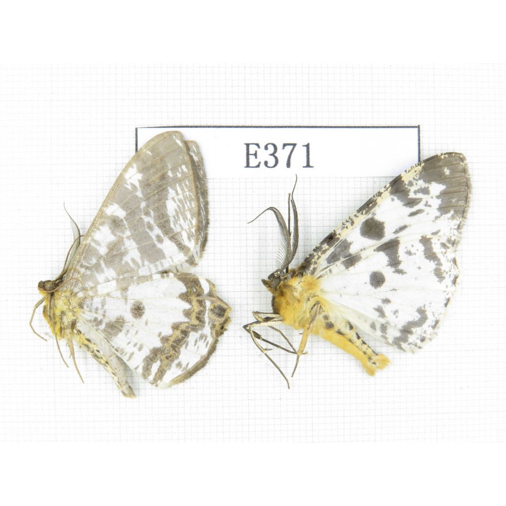 Moths sp. China, Tibet, Linzhi area, Motuo county. 2Pcs. EA371.