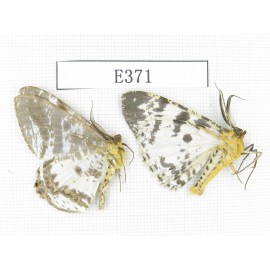 Moths sp. China, Tibet, Linzhi area, Motuo county. 2Pcs. EA371.