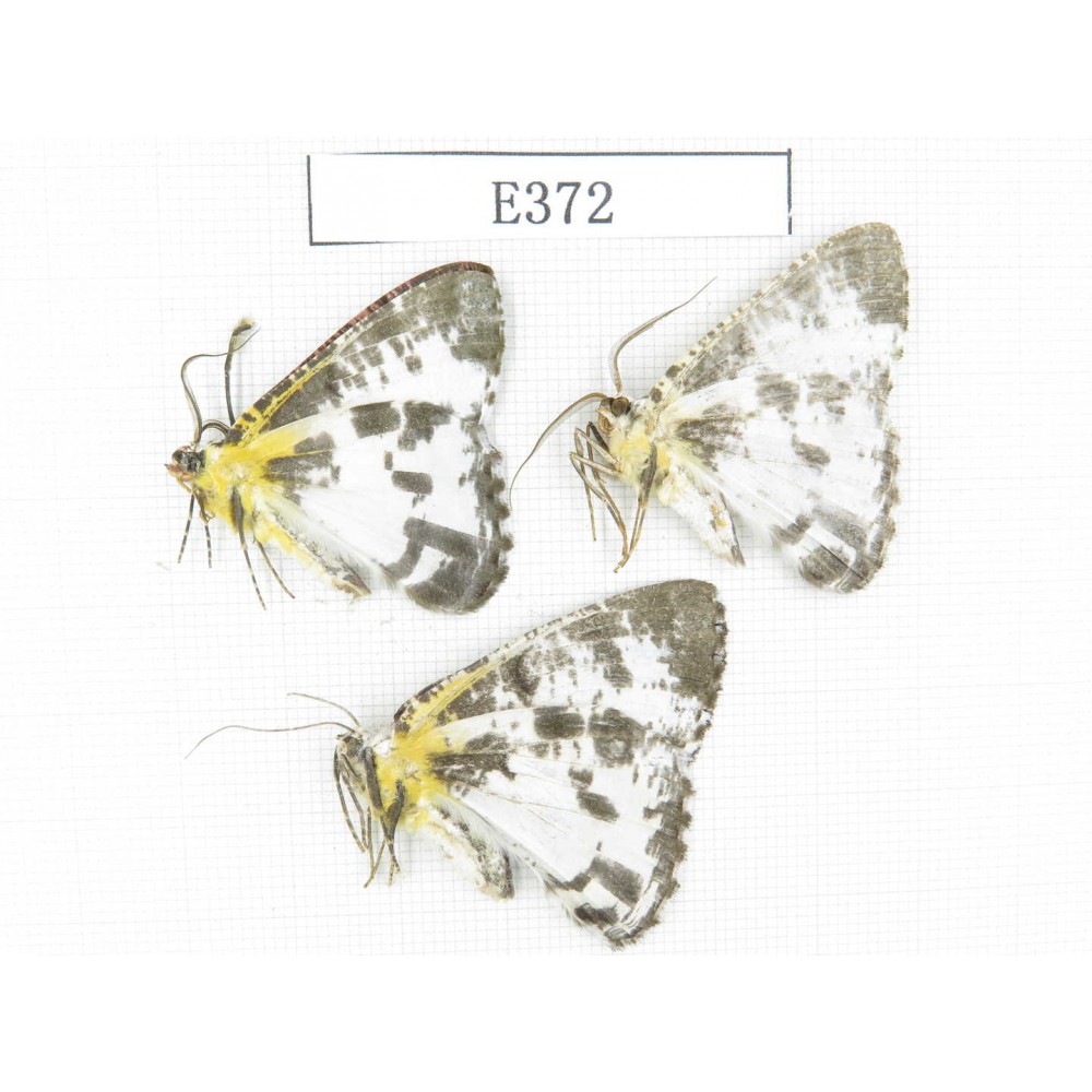 Moths sp. China, Tibet, Linzhi area, Motuo county. 3Pcs. EA372.