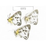 Moths sp. China, Tibet, Linzhi area, Motuo county. 3Pcs. EA372.