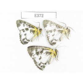 Moths sp. China, Tibet, Linzhi area, Motuo county. 3Pcs. EA372.