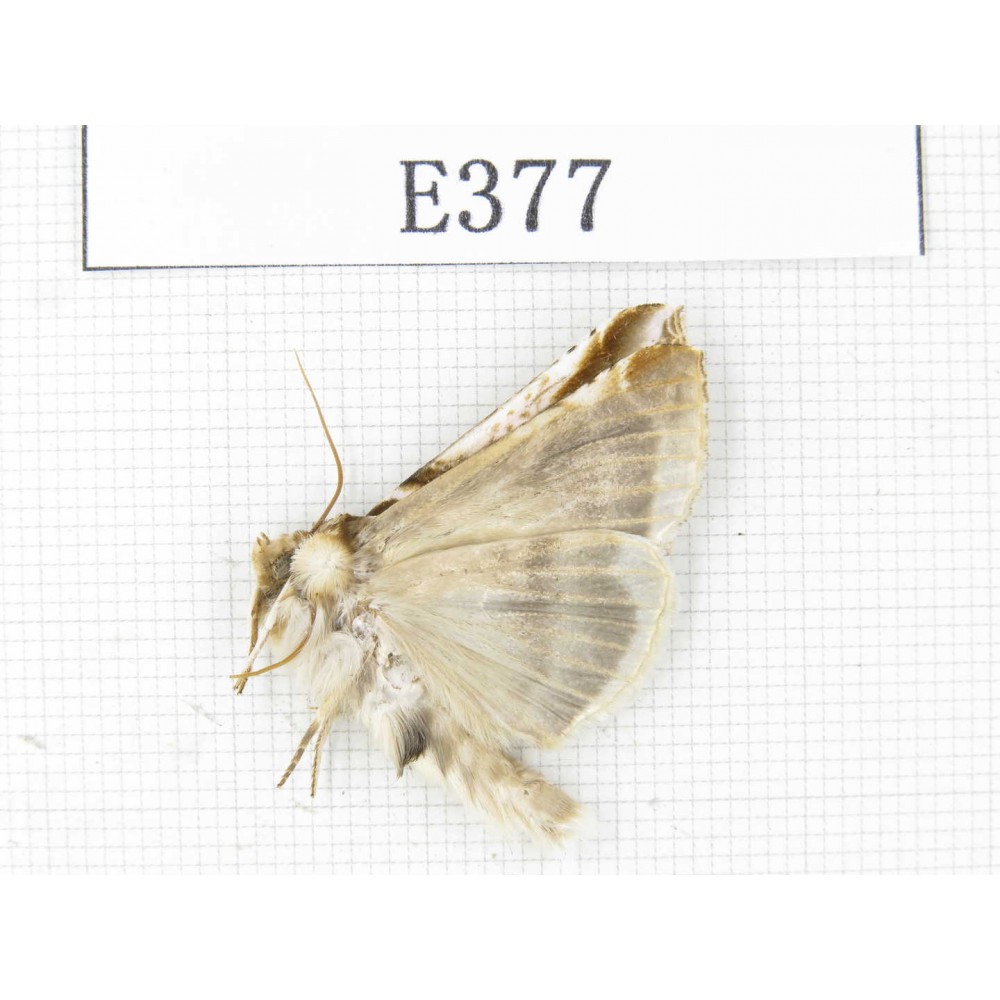Moths sp. China, Tibet, Linzhi area, Motuo county. 1Pcs. EA377.