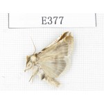 Moths sp. China, Tibet, Linzhi area, Motuo county. 1Pcs. EA377.