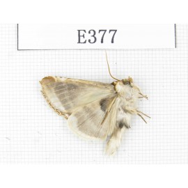 Moths sp. China, Tibet, Linzhi area, Motuo county. 1Pcs. EA377.