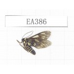 Day flying moths sp. China, NW of Yunnan, Deqin county, Mt.Meilixueshan. 1Pcs. EA386.