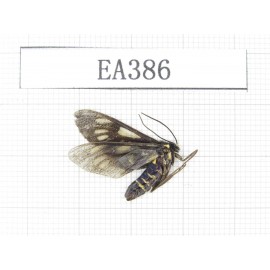 Day flying moths sp. China, NW of Yunnan, Deqin county, Mt.Meilixueshan. 1Pcs. EA386.