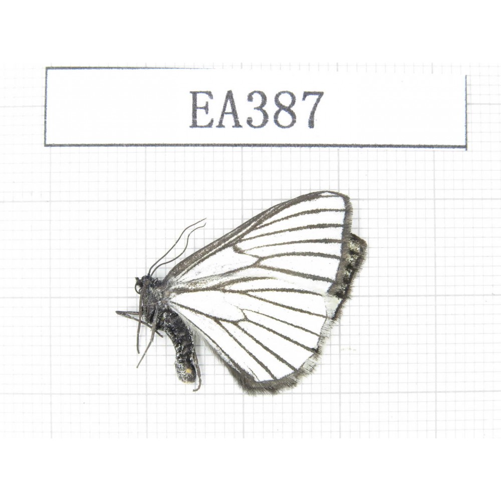 Day flying moths sp. China, NW of Yunnan, Deqin county, Mt.Meilixueshan. 1Pcs. EA387.