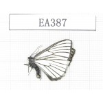 Day flying moths sp. China, NW of Yunnan, Deqin county, Mt.Meilixueshan. 1Pcs. EA387.