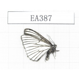 Day flying moths sp. China, NW of Yunnan, Deqin county, Mt.Meilixueshan. 1Pcs. EA387.