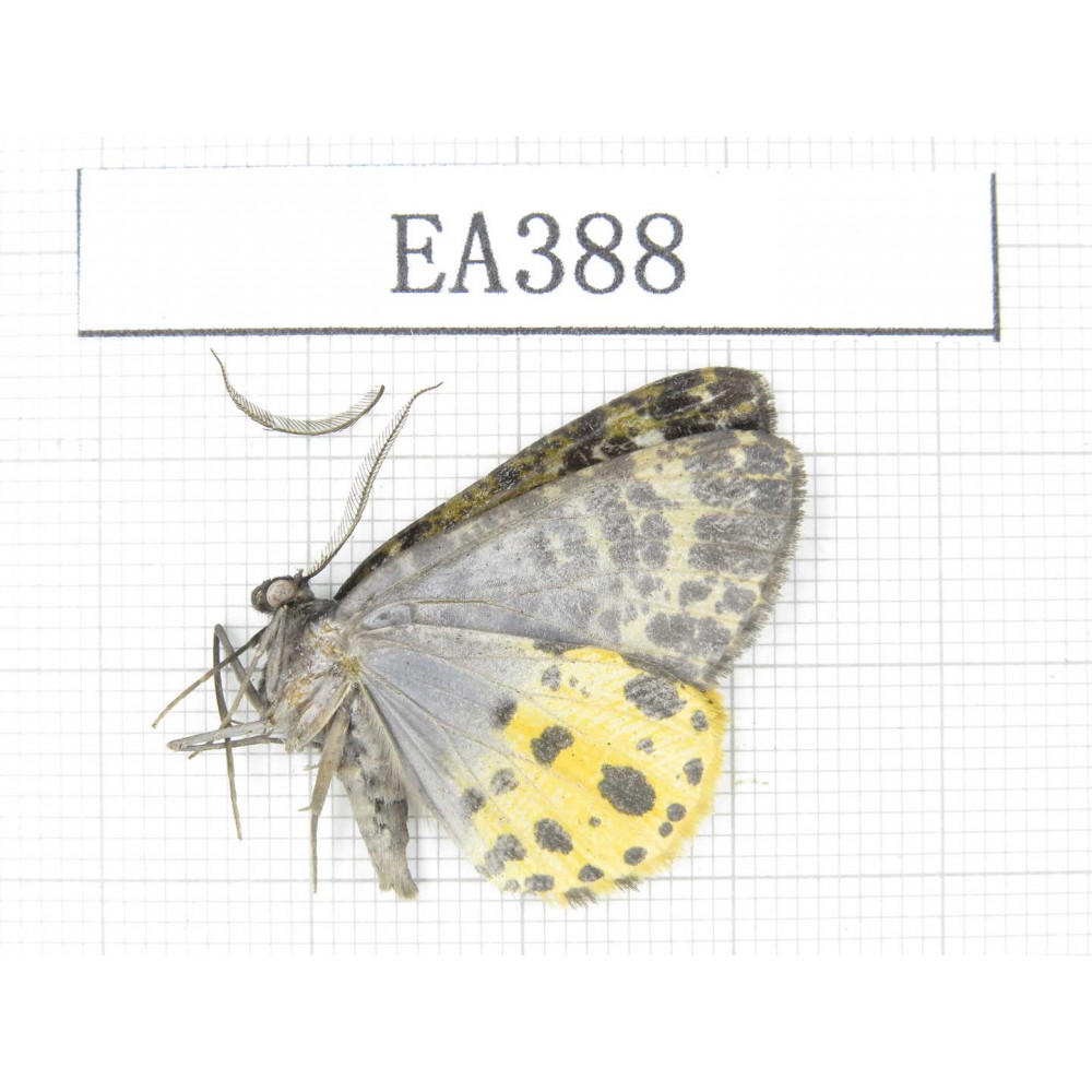 Geometridae sp. China, NW of Yunnan, Deqin county, Mt.Meilixueshan. 1Pcs. EA388.