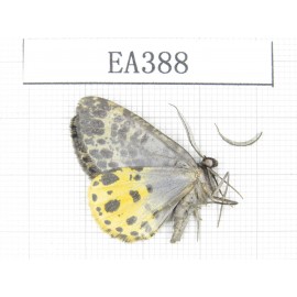 Geometridae sp. China, NW of Yunnan, Deqin county, Mt.Meilixueshan. 1Pcs. EA388.