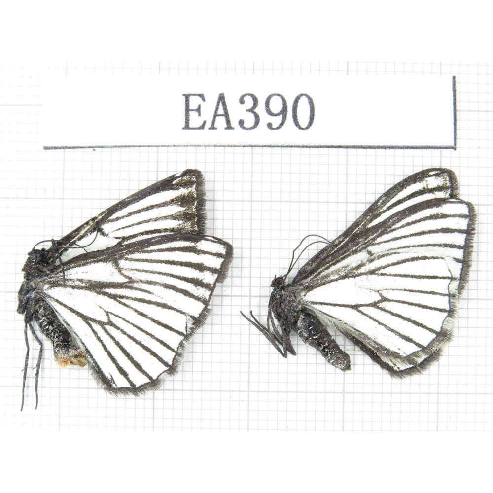 Day flying moths sp. China, W of Yunnan, W of Lijiang, N of Mt.Yunling. 2Pcs. EA390.