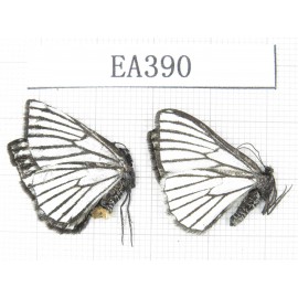 Day flying moths sp. China, W of Yunnan, W of Lijiang, N of Mt.Yunling. 2Pcs. EA390.