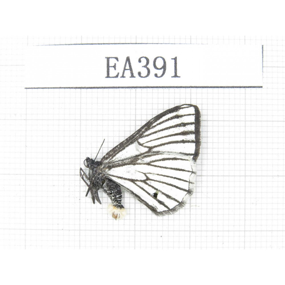 Day flying moths sp. China, W of Yunnan, W of Lijiang, N of Mt.Yunling. 1F. EA391.