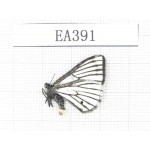 Day flying moths sp. China, W of Yunnan, W of Lijiang, N of Mt.Yunling. 1F. EA391.