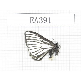 Day flying moths sp. China, W of Yunnan, W of Lijiang, N of Mt.Yunling. 1F. EA391.