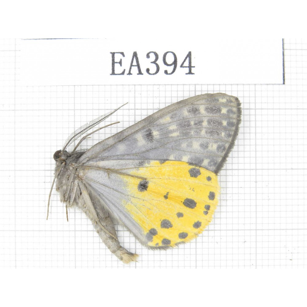 Geometridae sp. China, NW of Yunnan, Xiangerila area, S of Xiangerila town. 1Pcs. EA394.