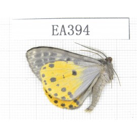 Geometridae sp. China, NW of Yunnan, Xiangerila area, S of Xiangerila town. 1Pcs. EA394.