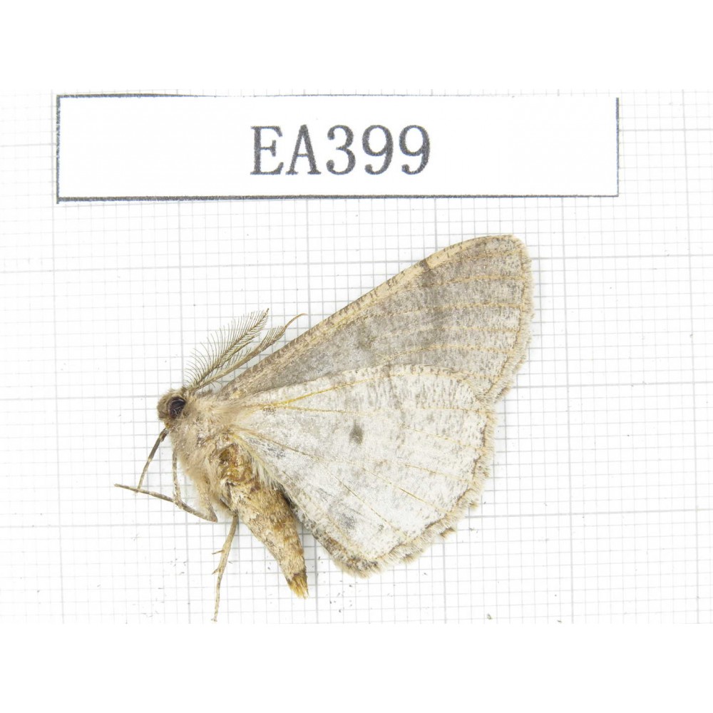 Moths sp. China, W of Yunnan, Dali area,Fengyi town. 1Pcs. EA399.