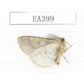Moths sp. China, W of Yunnan, Dali area,Fengyi town. 1Pcs. EA399.