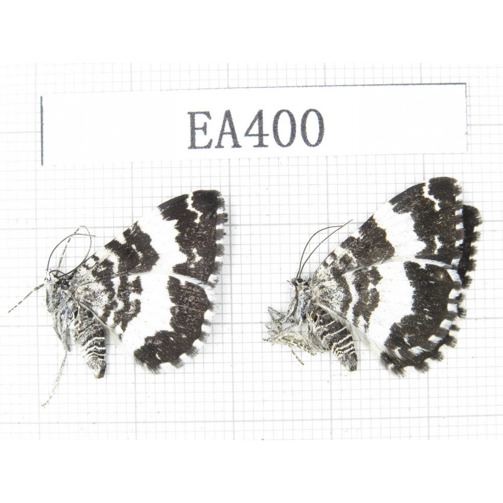 Day flying moths sp. China, W of Sichuan, Batang county (Tibet border). 2Pcs. EA400.