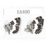 Day flying moths sp. China, W of Sichuan, Batang county (Tibet border). 2Pcs. EA400.