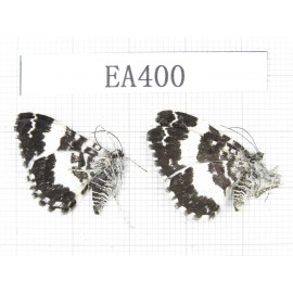 Day flying moths sp. China, W of Sichuan, Batang county (Tibet border). 2Pcs. EA400.