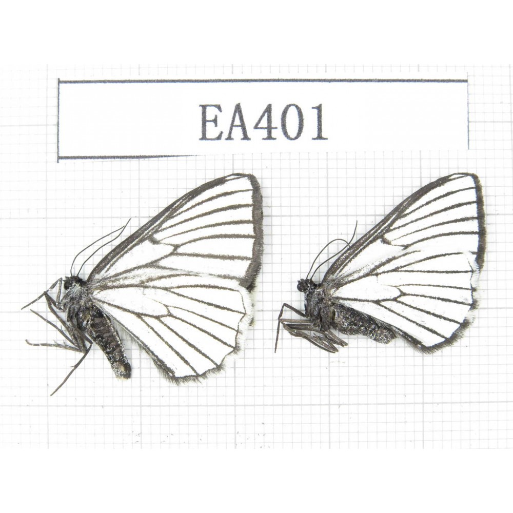 Day flying moths sp. China, W of Sichuan, Batang county (Tibet border). 2Pcs. EA401.