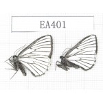 Day flying moths sp. China, W of Sichuan, Batang county (Tibet border). 2Pcs. EA401.