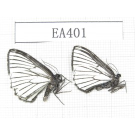 Day flying moths sp. China, W of Sichuan, Batang county (Tibet border). 2Pcs. EA401.