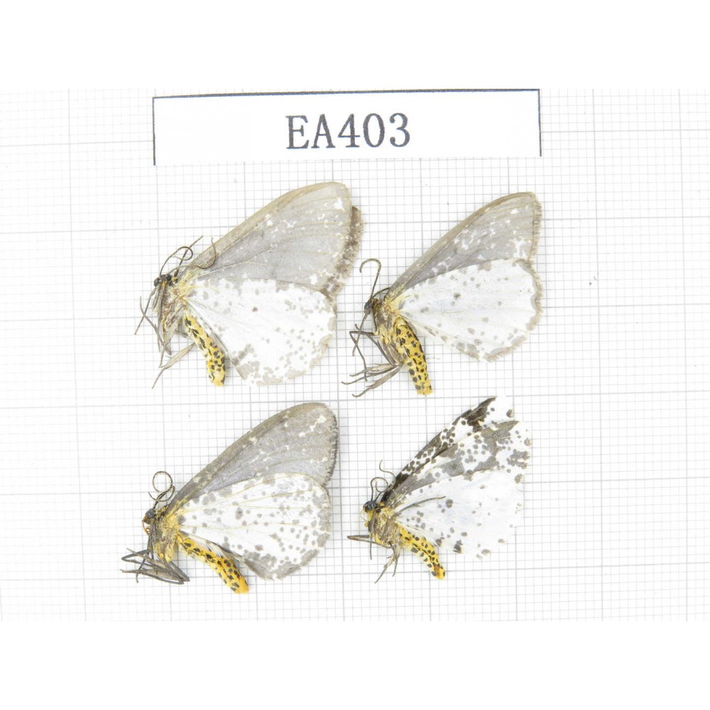 Moths sp. China, NW of Yunnan, Lijiang area, near Luguhu lake.4Pcs. EA403.