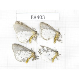 Moths sp. China, NW of Yunnan, Lijiang area, near Luguhu lake.4Pcs. EA403.