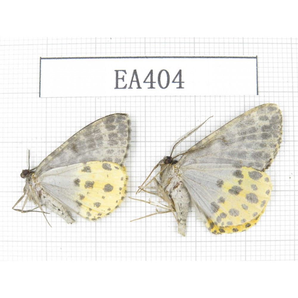 Geometridae sp. China, NW of Yunnan, Lijiang area, near Luguhu lake. 2Pcs. EA404.