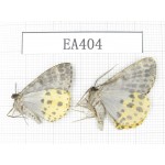 Geometridae sp. China, NW of Yunnan, Lijiang area, near Luguhu lake. 2Pcs. EA404.