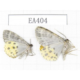Geometridae sp. China, NW of Yunnan, Lijiang area, near Luguhu lake. 2Pcs. EA404.