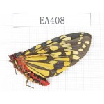 Arctiidae sp. China, Yunnan, N part of Nujiang valley, S Mt.Biluoxueshan.1Pcs. EA408.