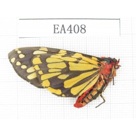 Arctiidae sp. China, Yunnan, N part of Nujiang valley, S Mt.Biluoxueshan.1Pcs. EA408.