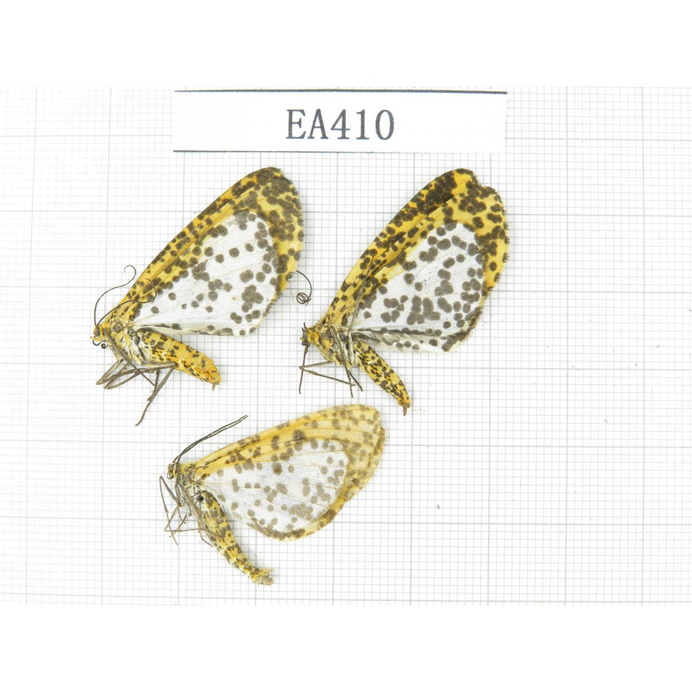 Geometridae sp. China, Yunnan, Nujiang, S Mt.Biluoxueshan. 3Pcs. EA410.