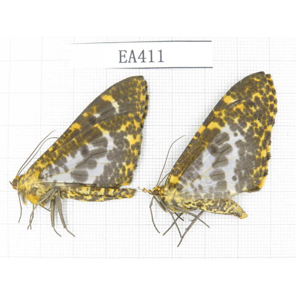 Geometridae sp. China, Yunnan, Nujiang, S Mt.Biluoxueshan. 2Pcs. EA411.