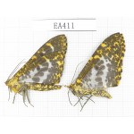Geometridae sp. China, Yunnan, Nujiang, S Mt.Biluoxueshan. 2Pcs. EA411.