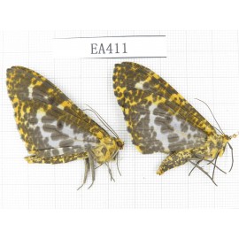 Geometridae sp. China, Yunnan, Nujiang, S Mt.Biluoxueshan. 2Pcs. EA411.