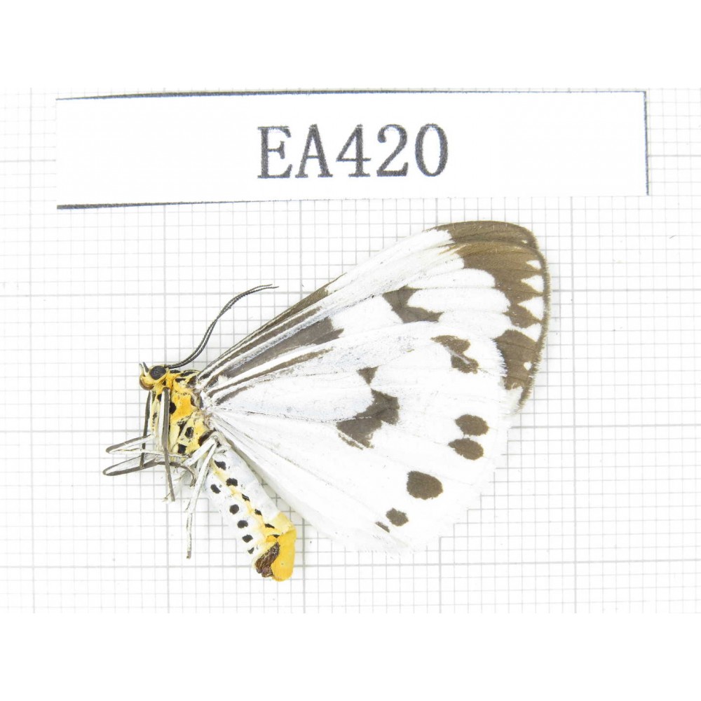 Arctiidae sp. China, Tibet, Linzhi, Bomi county.1Pcs. EA420.