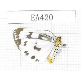Arctiidae sp. China, Tibet, Linzhi, Bomi county.1Pcs. EA420.