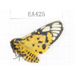 Arctiidae sp. China, Tibet, Linzhi, Bomi county.1Pcs. EA425.