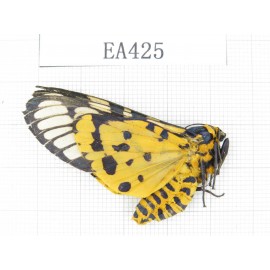 Arctiidae sp. China, Tibet, Linzhi, Bomi county.1Pcs. EA425.