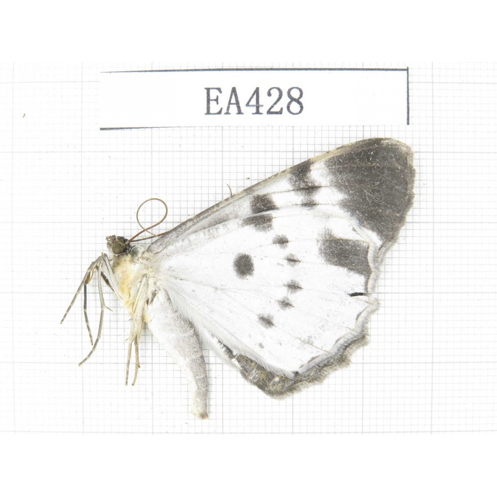 Geometridae sp. China, Tibet, Linzhi, Bomi county. 1Pcs. EA428.