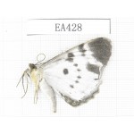 Geometridae sp. China, Tibet, Linzhi, Bomi county. 1Pcs. EA428.